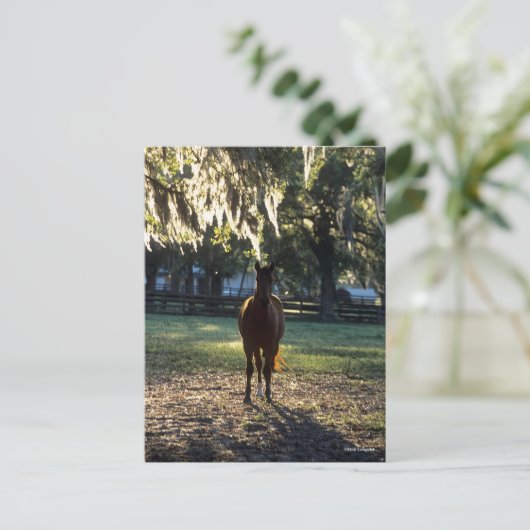 Carte Postale Bob Langrish | Rétroéclairage du sang chaud (Debout devant)