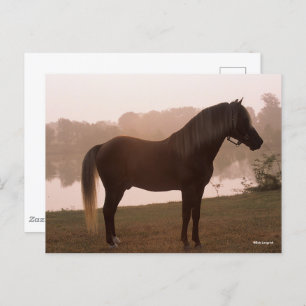 Carte Postale Bob Langrish Rocky Mountain Horse debout rétroécla