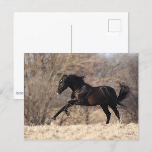 Carte Postale Bob Langrish   Running Andalucian