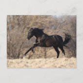 Carte Postale Bob Langrish | Running Andalucian (Devant)