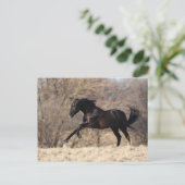 Carte Postale Bob Langrish | Running Andalucian (Debout devant)