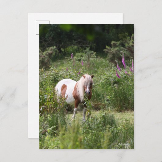 Carte Postale Bob Langrish | Shetland Pony Debout De Fleurs (Devant / Derrière)