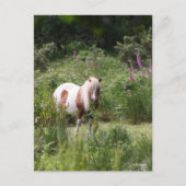 Carte Postale Bob Langrish | Shetland Pony Debout De Fleurs (Devant)