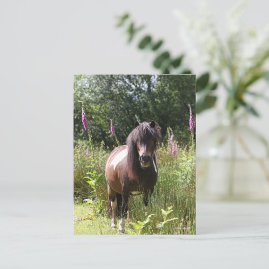 Carte Postale Bob Langrish | Shetland Pony Debout De Fleurs (Debout devant)