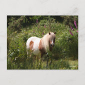 Carte Postale Bob Langrish | Shetland Pony Debout En Fleurs (Devant)
