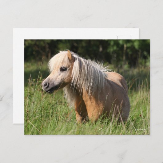 Carte Postale Bob Langrish Shetland Pony debout en herbe longue (Devant / Derrière)