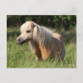 Carte Postale Bob Langrish Shetland Pony debout en herbe longue (Devant)