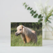 Carte Postale Bob Langrish Shetland Pony debout en herbe longue (Debout devant)