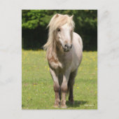 Carte Postale Bob Langrish | Shetland Pony Standing (Devant)