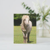 Carte Postale Bob Langrish | Shetland Pony Standing (Debout devant)