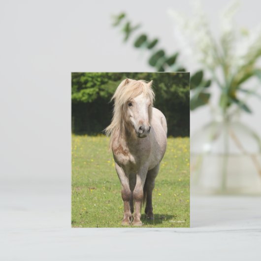 Carte Postale Bob Langrish | Shetland Pony Standing (Debout devant)