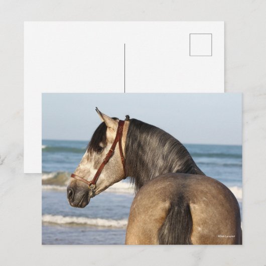 Carte Postale Bob Langrish | Soleil de Stallion Andalou (Devant / Derrière)