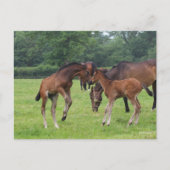 Carte Postale Bob Langrish | Sport Horse Foals Jouer (Devant)