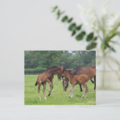 Carte Postale Bob Langrish | Sport Horse Foals Jouer (Debout devant)