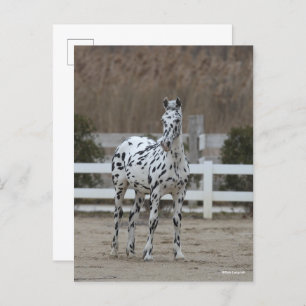 Carte Postale Bob Langrish Spotty Appaloosa Friesian Standing
