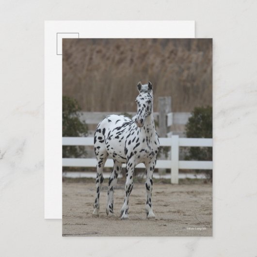 Carte Postale Bob Langrish | Spotty Appaloosa Friesian Standing (Devant / Derrière)