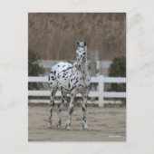 Carte Postale Bob Langrish | Spotty Appaloosa Friesian Standing (Devant)