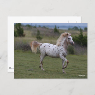 Carte Postale Bob Langrish   Spotty Pony Of America