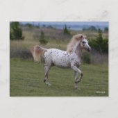 Carte Postale Bob Langrish | Spotty Pony Of America (Devant)