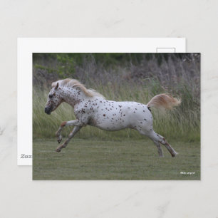 Carte Postale Bob Langrish   Spotty Pony of America Leaping