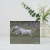 Carte Postale Bob Langrish | Spotty Pony of America Leaping (Debout devant)