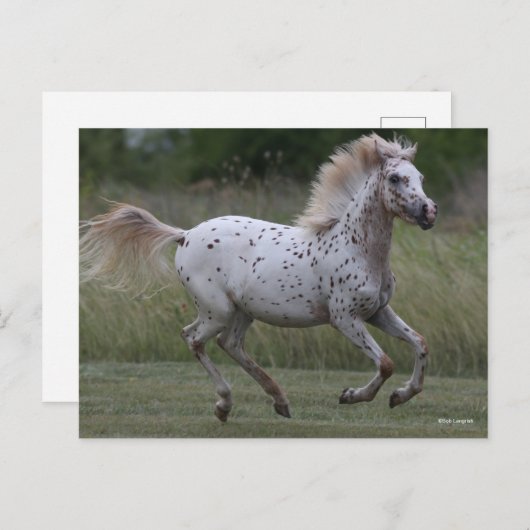 Carte Postale Bob Langrish | Spotty Pony Of America Running (Devant / Derrière)