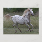 Carte Postale Bob Langrish | Spotty Pony Of America Running (Devant)