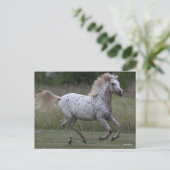 Carte Postale Bob Langrish | Spotty Pony Of America Running (Debout devant)