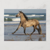 Carte Postale Bob Langrish Stallion Andalou Courir Sur La Plage (Devant)