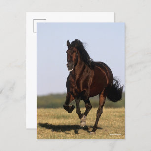 Carte Postale Bob Langrish   Stallion andalou en marche