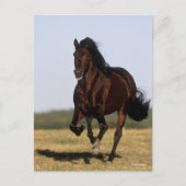Carte Postale Bob Langrish | Stallion andalou en marche (Devant)