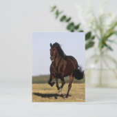 Carte Postale Bob Langrish | Stallion andalou en marche (Debout devant)