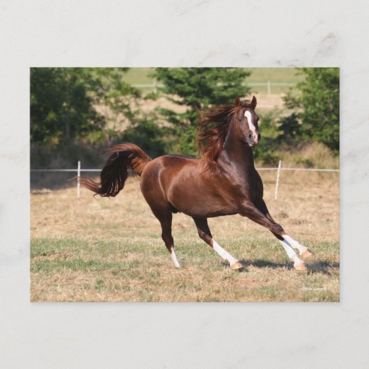 Carte Postale Bob Langrish | Stallion arabe châtaignier courant  (Devant)
