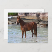 Carte Postale Bob Langrish | Stallion Arabe Dans L'Eau (Devant / Derrière)