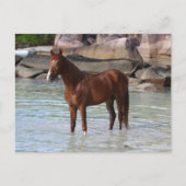 Carte Postale Bob Langrish | Stallion Arabe Dans L'Eau (Devant)