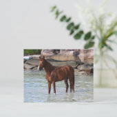 Carte Postale Bob Langrish | Stallion Arabe Dans L'Eau (Debout devant)