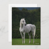 Carte Postale Bob Langrish | Stallion arabe gris debout (Devant / Derrière)