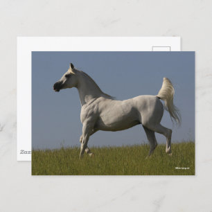 Carte Postale Bob Langrish   Stallion arabe gris en campagne