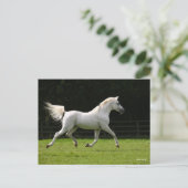 Carte Postale Bob Langrish | Stallion arabe gris en marche (Debout devant)