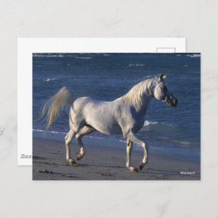 Carte Postale Bob Langrish   Stallion Arabe Gris Marchant Sur La