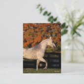 Carte Postale Bob Langrish | Stallion arabe gris marche automne (Debout devant)