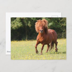 Carte Postale Bob Langrish   Stallion de poney de châtaignes