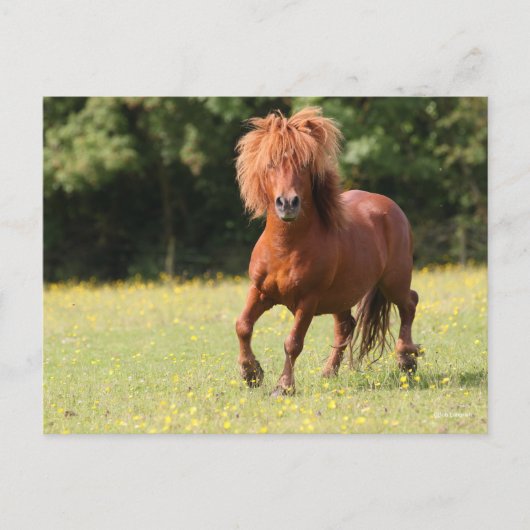 Carte Postale Bob Langrish | Stallion de poney de châtaignes (Devant)