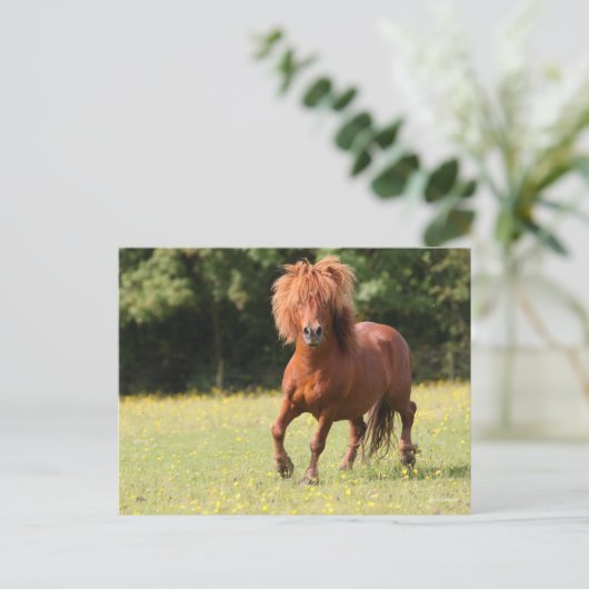 Carte Postale Bob Langrish | Stallion de poney de châtaignes (Debout devant)