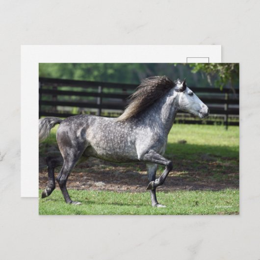 Carte Postale Bob Langrish | Stallion lusitano gris pomme (Devant / Derrière)