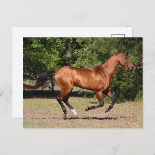 Carte Postale Bob Langrish | Stallion Teke Bay Akhal en cours (Devant / Derrière)