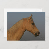 Carte Postale Bob Langrish | Tennessee Walker Misty Headshot (Devant / Derrière)