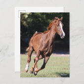 Carte Postale Bob Langrish | Tennessee Walker Testnut Running (Devant / Derrière)