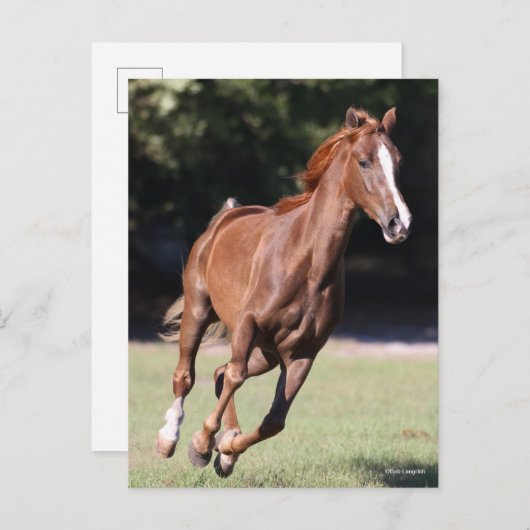 Carte Postale Bob Langrish | Tennessee Walker Testnut Running (Devant / Derrière)