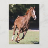 Carte Postale Bob Langrish | Tennessee Walker Testnut Running (Devant)